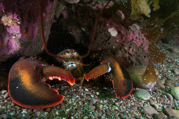 American Lobster at Bonaventure Island in the Gulf of St-Lawrence
