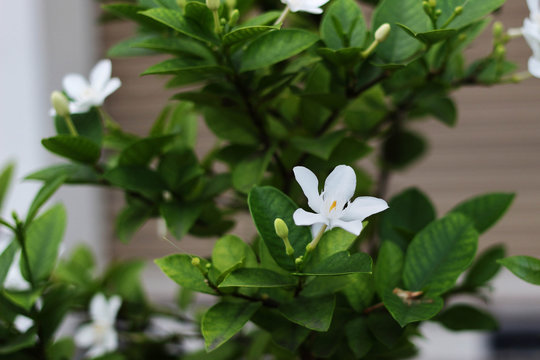 Night jasmine