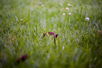 Fallen rose