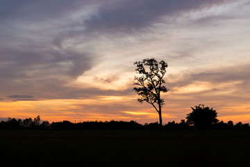 Silhouetted of tree during sunrise