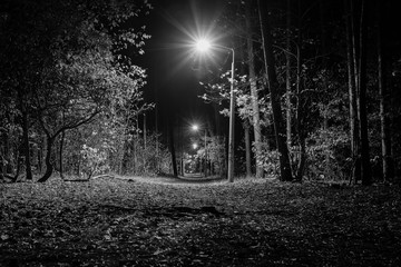 Illuminated path in forrest, black and white