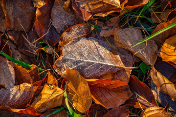 Frozen leaves on the ground