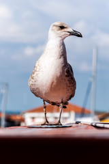 The proud seagull