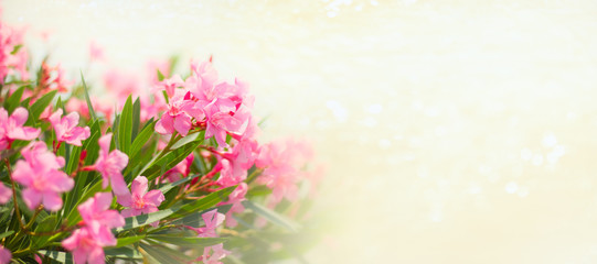pink flowers with sjiny golden bokeh banner copy space