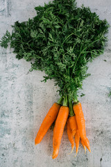 Bunch of Fresh Carrots with Green Tops