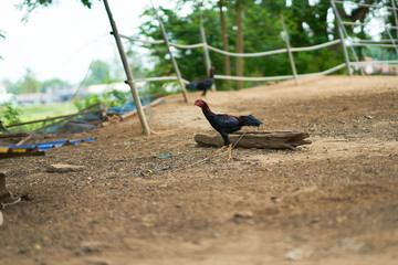 Thai cock walk in farm