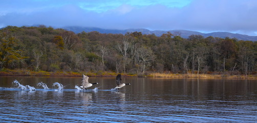 Canada geese fly across the water at Loch Lomond, Scotland