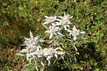 Edelweiss