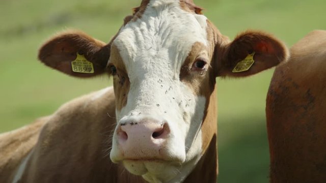 Swiss cow on the Alps. Super slow notion. 240 fps. Beautiful boken blurred background.