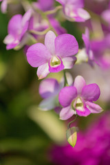 Naklejka na ściany i meble Beautiful purple Phalaenopsis orchid flowers with natural background.