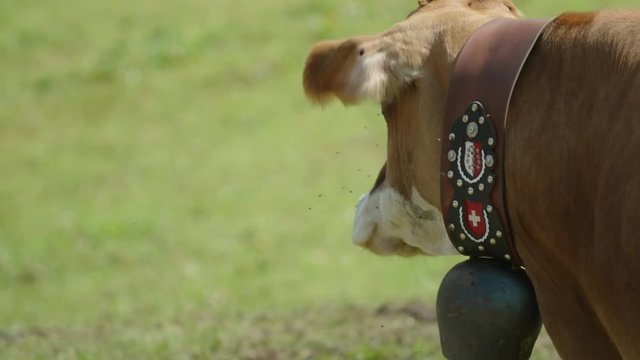 Swiss cow on the Alps. Super slow notion. 240 fps. Beautiful boken blurred background.