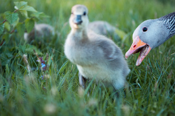 Small cute baby goose group on a nature grass meadow in moody evening sunset light