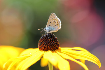 Bläuling auf Rudbeckia