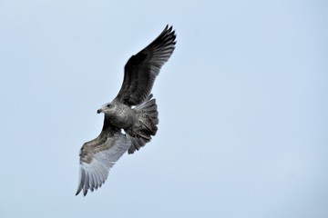 Birds, Flying, Nature, Sky, Animals