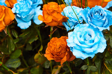 bouquet of colorful roses
