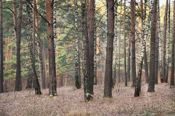 Fototapeta premium background of pine forest in autumn