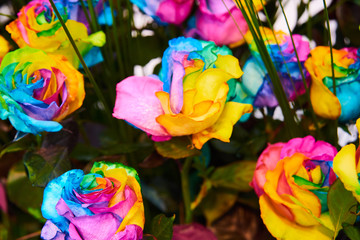Fototapeta na wymiar beautiful roses in flower industry