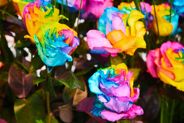 Fototapeta na wymiar bouquet of colored roses, rainbow rose