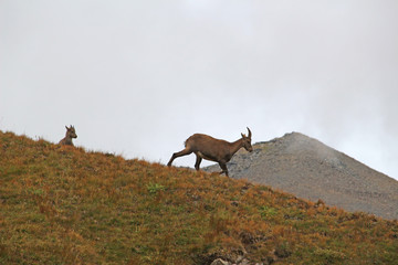 Etagne, femelle bouquetin et son petit