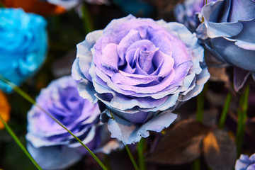 beautiful roses in flower industry