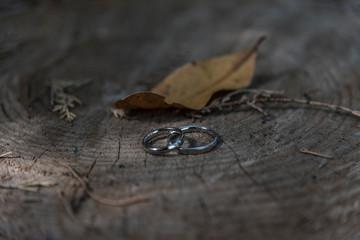 Close up of Wedding rings on tree stump