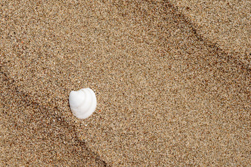 Abstract background of a sandy beach with white seashell, concept of rest, travel
