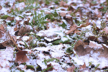 Early snow on red and yellow leaves in autumn