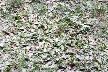 Early snow on red and yellow leaves in autumn