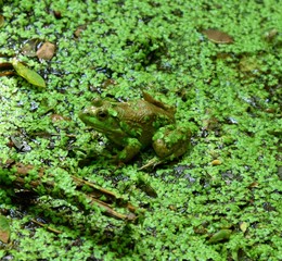 Frog