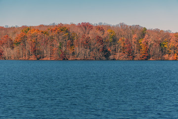 autumn forest lit by the soft sunset sun on the lake