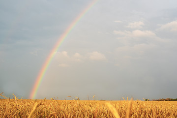 Landscape with a rainbow after the rain and the wheat field with Golden ears