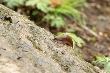 Slug 2