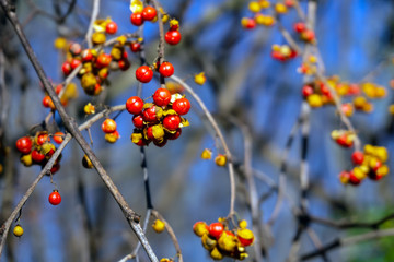 red-yellow berries in the autumn forest on blurry blue sky background