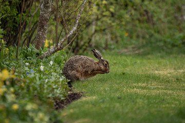 Hare