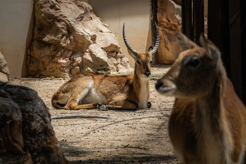 Horned antelope resting on the sand.