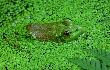 Naklejka na ściany i meble Frog in Pond