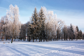 Winter park. Trees in frost and snow.