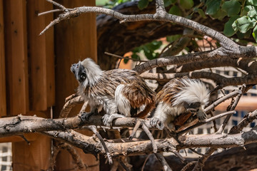 Playful little monkeys climb trees