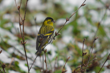 lucherino (Carduelis spinus) in Inverno su ramo