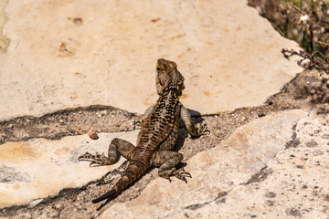 Agama - fast, obsalyutno harmless lizard