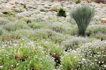 Strauchmargarete Argyranthemum adauctum