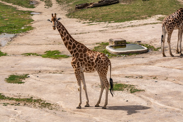 The giraffe is a beautiful, amazing, curious animal with a long neck.