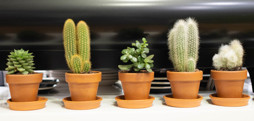 Five small succulents cacti in pots on the table