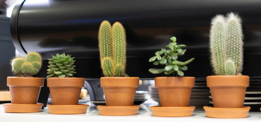 Five small succulents cacti in pots on the table