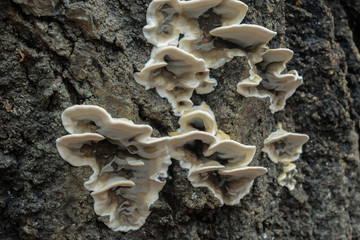 white shelf fungi polypore on tree bark