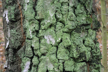 old birch tree tunk