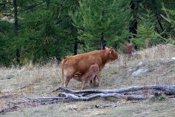 Vache et son petit