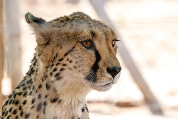 Ein wachsam blickender Gepard