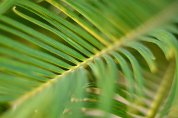 green leaf of palm tree