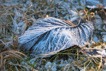Autumn yellowed leaf with hoarfrost on grass